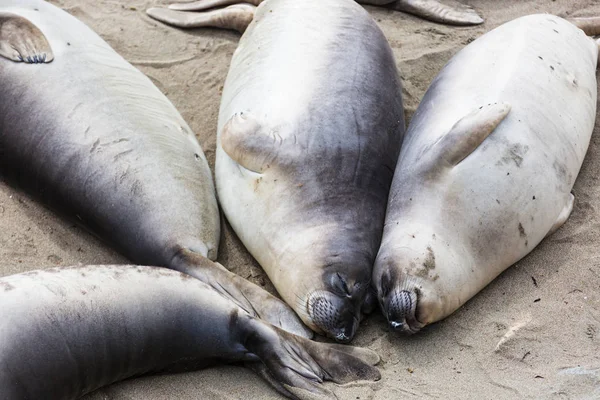 Bastante Relajantes Focas Playa California — Foto de Stock