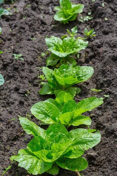 Germogli Primavera Giardino Vicino — Foto Stock