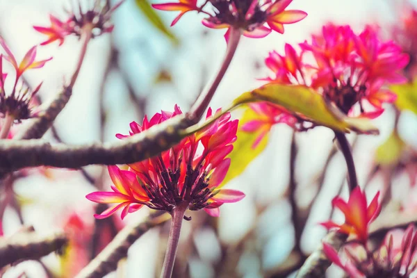 Экзотические Цветы Тропическом Саду — стоковое фото
