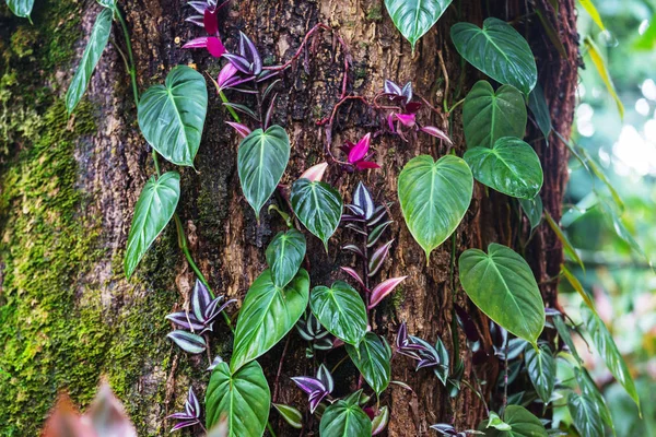 Egzotyczne Kwiaty Tropikalnym Ogrodzie — Zdjęcie stockowe
