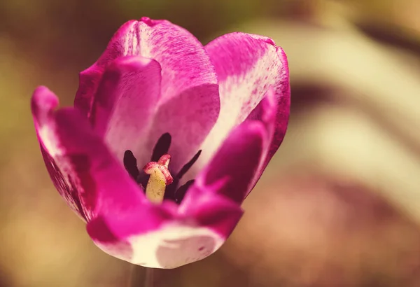 Lale Çiçeği Yaklaş — Stok fotoğraf