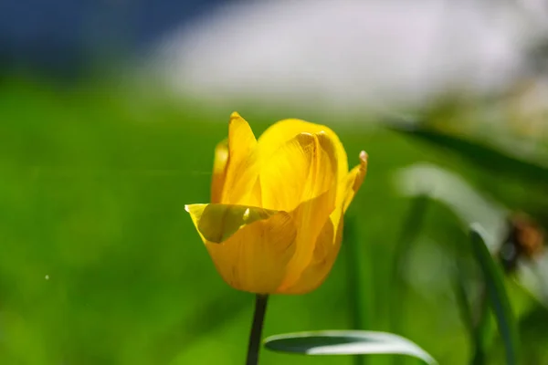 Tulpanblomma Nära Håll — Stockfoto