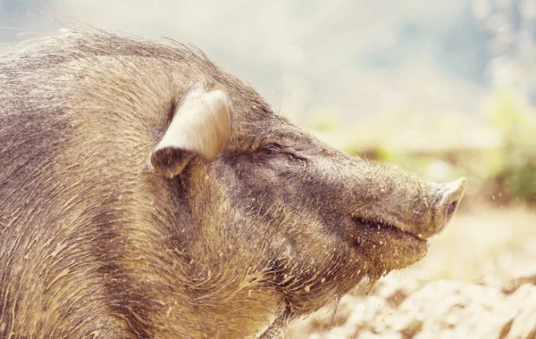 Vietnamesisches Schwein Aus Nächster Nähe — Stockfoto