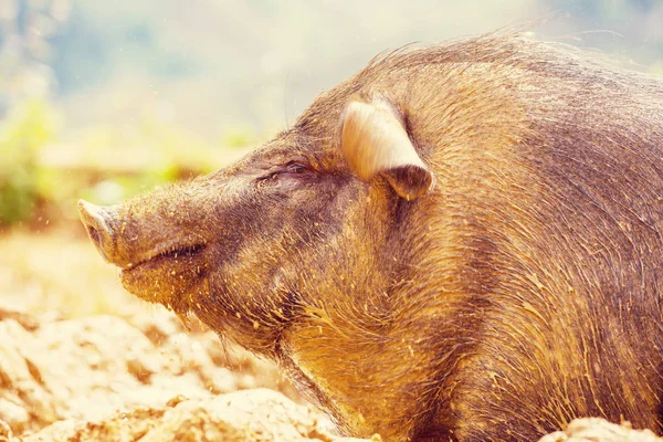 Vietnamesisches Schwein Aus Nächster Nähe — Stockfoto