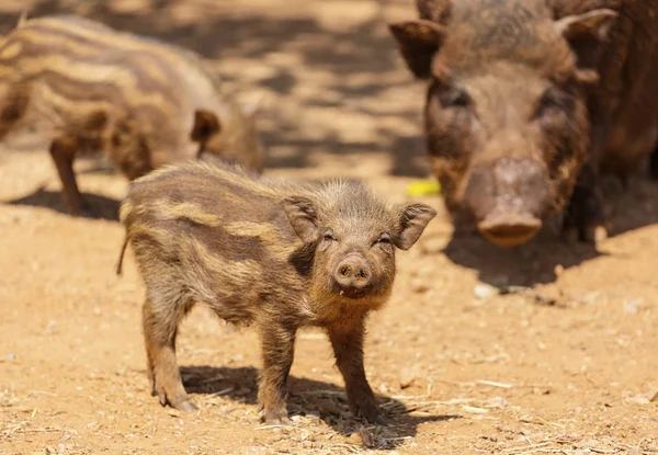 Vietnamesische Schweine Auf Bauernhof — Stockfoto