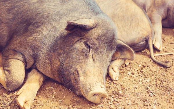 Cerdo Vietnamita Cerca —  Fotos de Stock