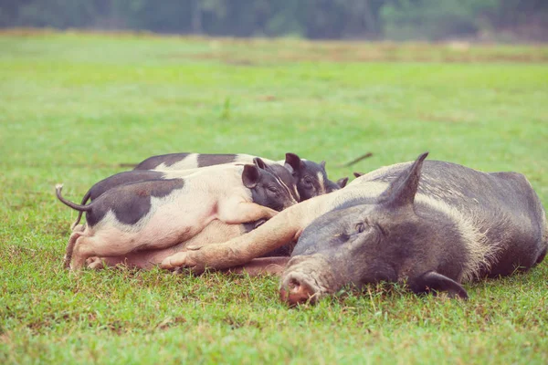 Vietnamesische Schweine Auf Bauernhof — Stockfoto