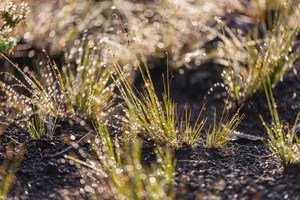 Nasses Gras Aus Nächster Nähe — Stockfoto