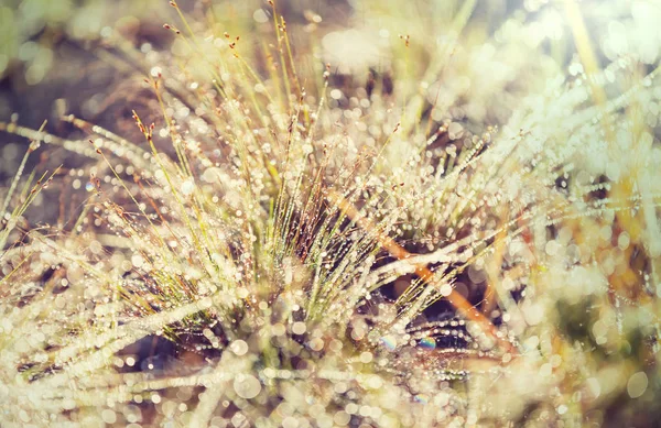 朝の牧草地で草を濡らし — ストック写真