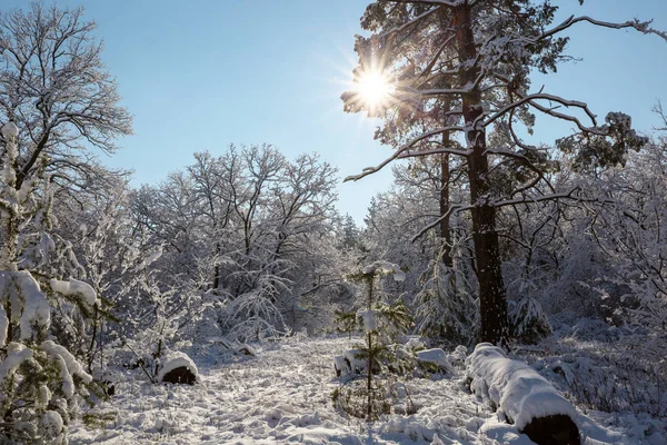 Kış Mevsiminde Karla Kaplı Orman Manzarası — Stok fotoğraf