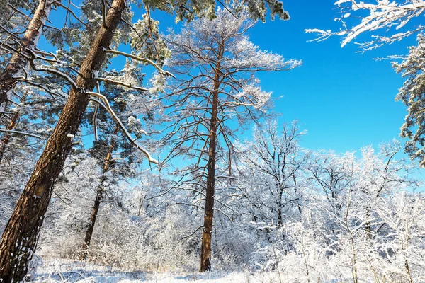 Malerischer Schneebedeckter Wald Der Wintersaison — Stockfoto