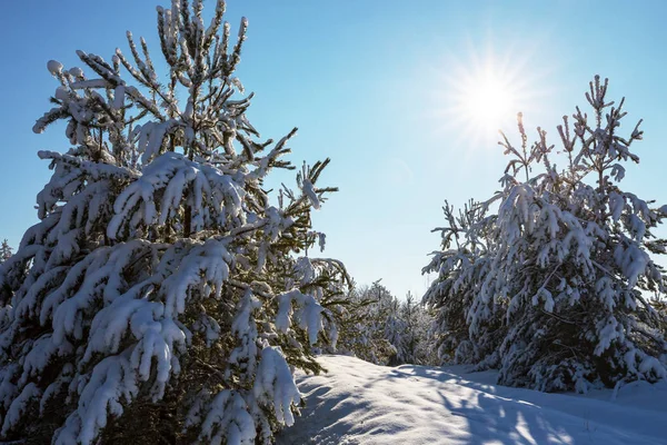 冬の雪に覆われた森 — ストック写真