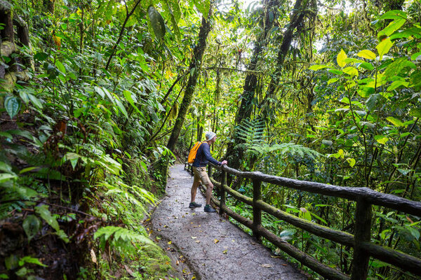 Hiking in green tropical jungle, Costa Rica, Central America
