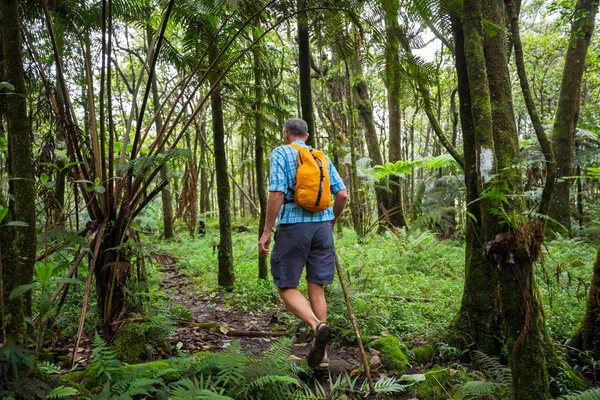 Turista Stezce Zelené Džungli Havaj Usa — Stock fotografie