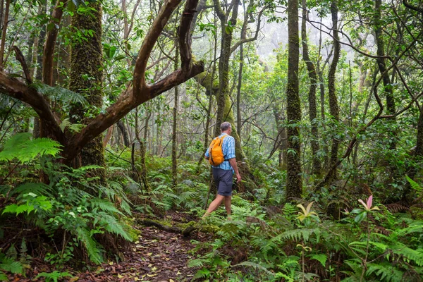 Caminhante Trilha Selva Verde Havaí Eua — Fotografia de Stock