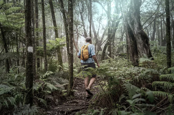 Randonneur Sur Sentier Dans Jungle Verte Hawaï États Unis — Photo