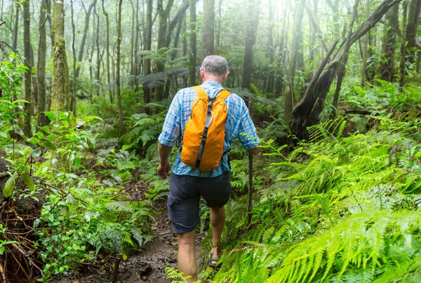 Wanderer Auf Dem Weg Den Grünen Dschungel Hawaii Usa — Stockfoto