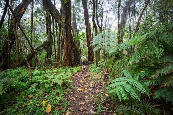 Hiker Trail Green Jungle Hawaii Usa — Stock Photo, Image