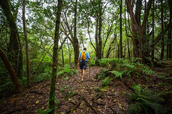 Uzun yürüyüşe çıkan kimse ormanda yeşil, Hawaii, ABD izinde