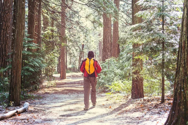 Mann Wandert Auf Wanderweg Wald — Stockfoto