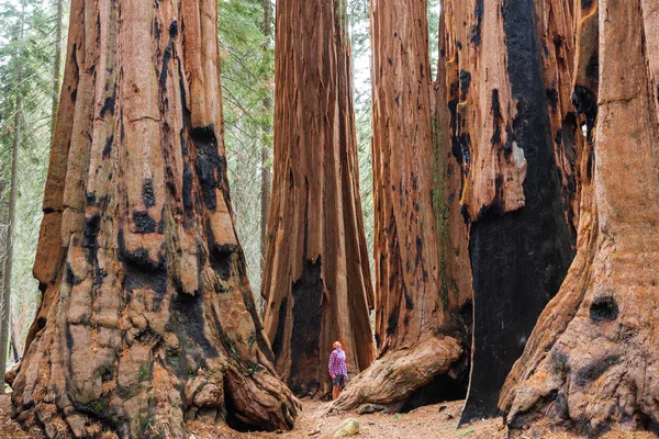 Homme Dans Forêt Sequoias Saison Estivale — Photo