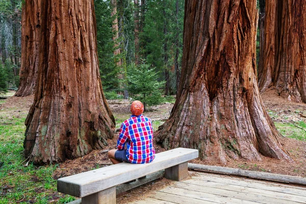 Yaz Sezonu Sequoias Ormandaki Adam — Stok fotoğraf