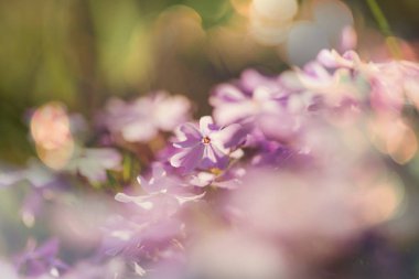 Güzel çiçeklerin yakın çekimi. Çiçek arkaplanı için uygun.