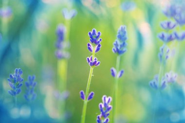 Lavanta çiçekleri kapanıyor 