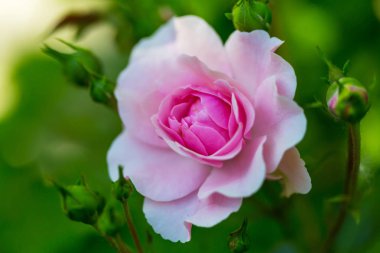 Pembe gül, güzel doğa arka planı.