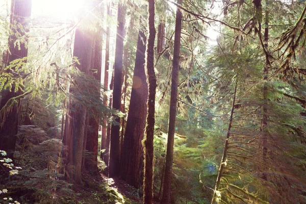 Travi Sole Nelle Giornate Limpide Nella Foresta Verde — Foto Stock