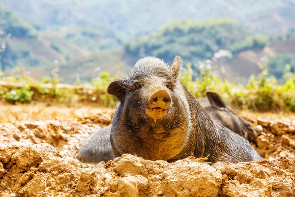 Vietnamesische Schweine Auf Der Grünen Wiese — Stockfoto