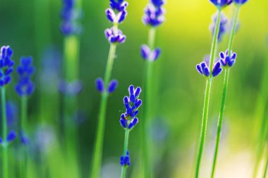 Lavanta çiçekleri kapanıyor 