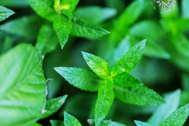 Nane çiçek yakın çekim 