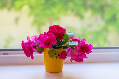 Pembe Gül, güzel doğası arka plan