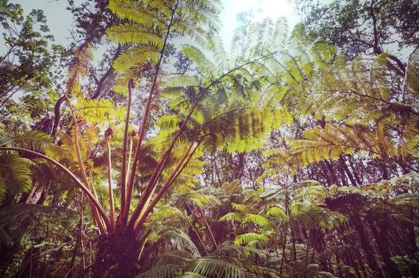 Gigant Φτέρη Δέντρα Στο Τροπικό Δάσος Νησί Της Χαβάης — Φωτογραφία Αρχείου