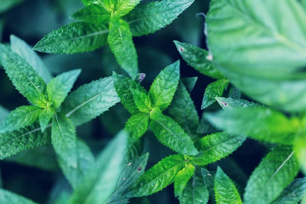 Mint Flowers Close — Stock Photo, Image