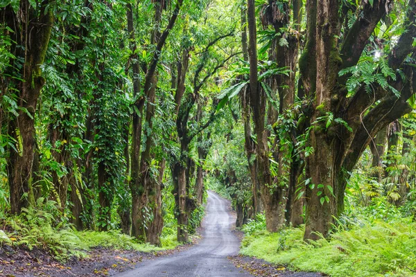 Χωματόδρομο Στην Μακρινή Ζούγκλα Στο Μεγάλο Νησί Της Χαβάης — Φωτογραφία Αρχείου