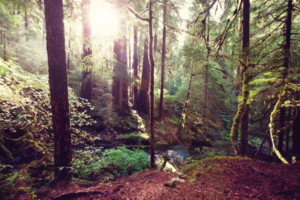 Solstrålar Klar Dag Den Gröna Skogen — Stockfoto