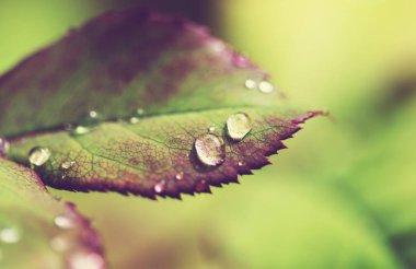 su yapraklara düşer. 