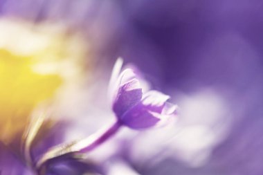 Güzel çiçek yakın çekim shot. Çiçek arka plan için uygundur..