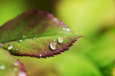 Damla yaprak üzerinde Kapat 