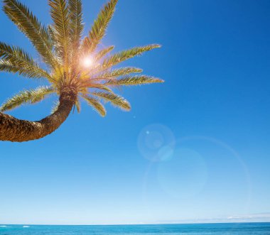 Hawaii harika plaj güzel doğa manzara 