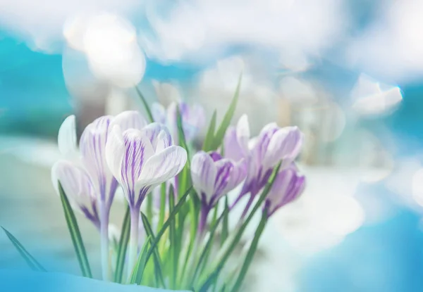 Квітка Крокус Крупним Планом — стокове фото