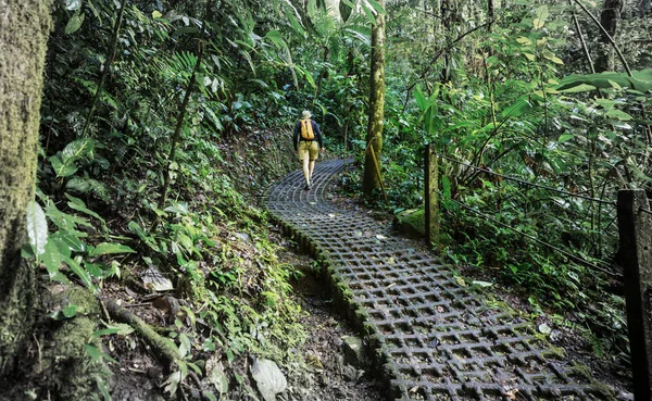 在绿色热带丛林中远足 哥斯达黎加 中美洲 — 图库照片