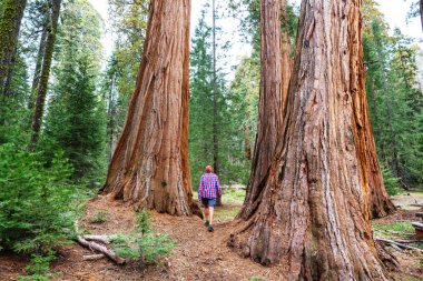 Yaz sezonu SEQUOIAS ormandaki adam