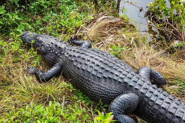 Alligator Florida Von Oben — Stockfoto