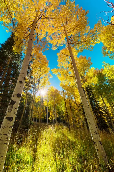 Herbstszene Gelbtönen — Stockfoto