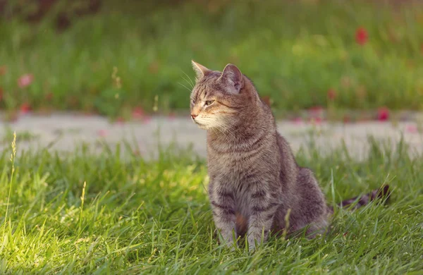 Yeşil Çimenlikteki Kedi — Stok fotoğraf