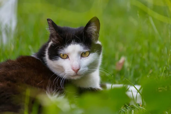 Kat Het Groene Gras — Stockfoto