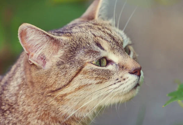 Gato Hierba Verde Cerca —  Fotos de Stock